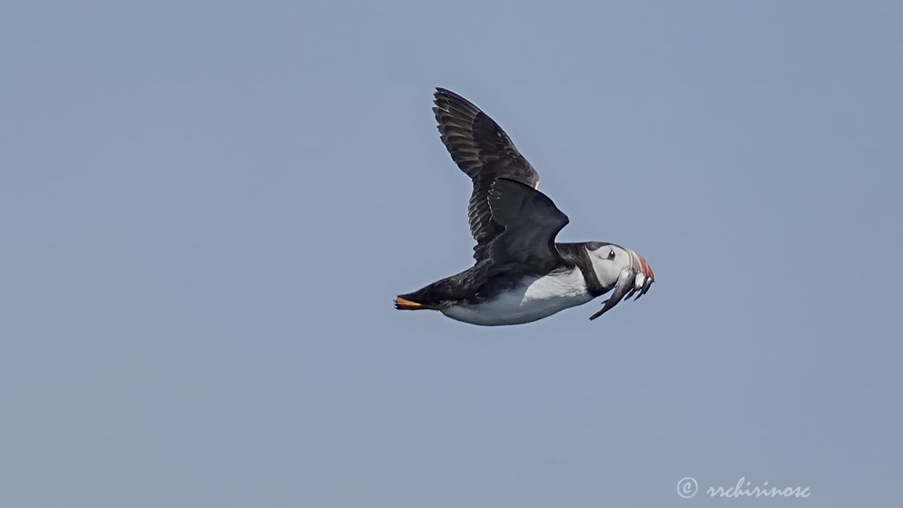 Atlantic puffin