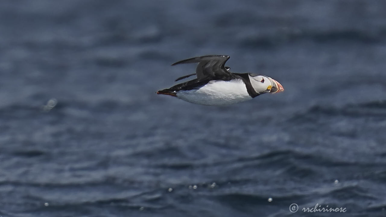 Atlantic puffin