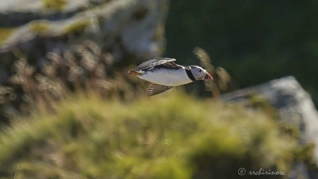 Atlantic puffin