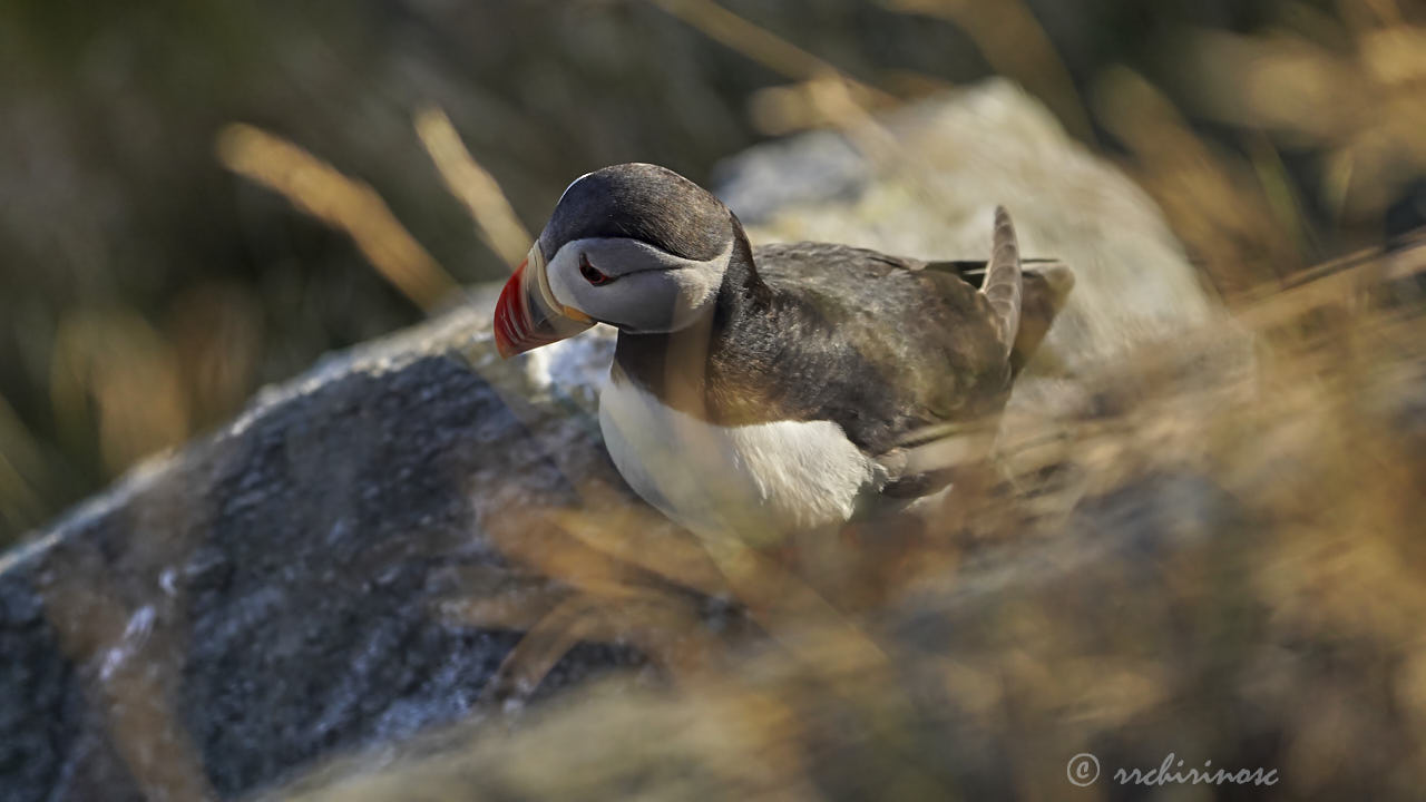 Atlantic puffin