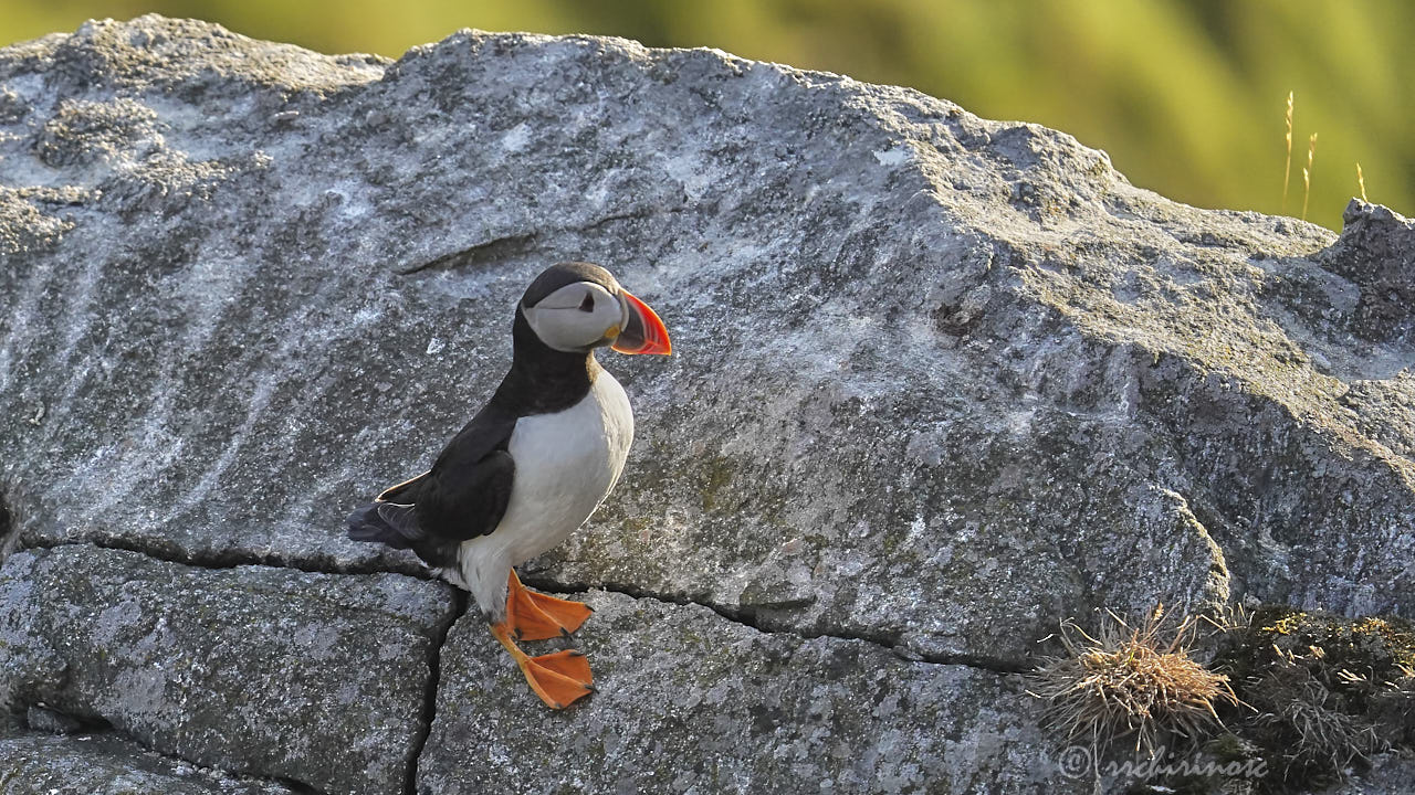 Atlantic puffin