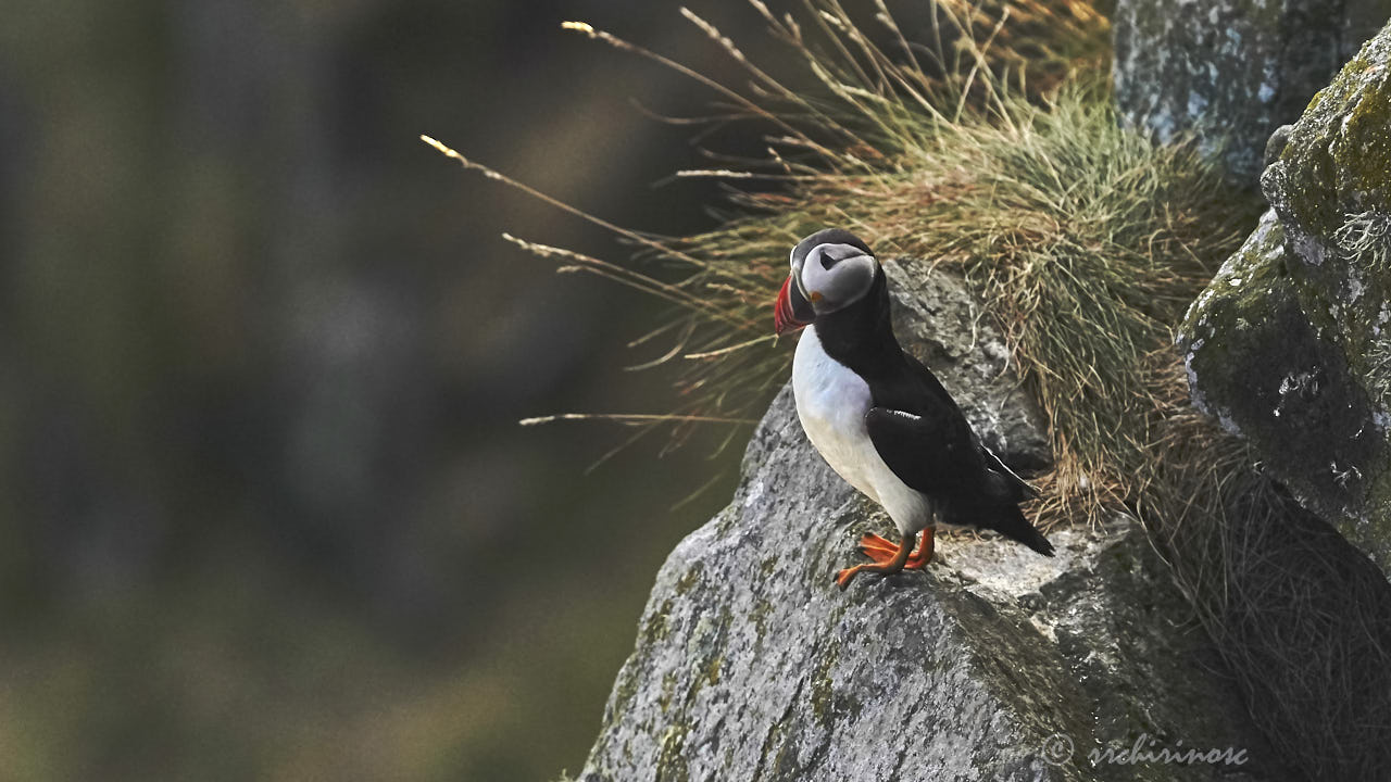 Atlantic puffin