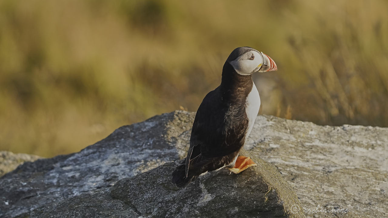 Atlantic puffin