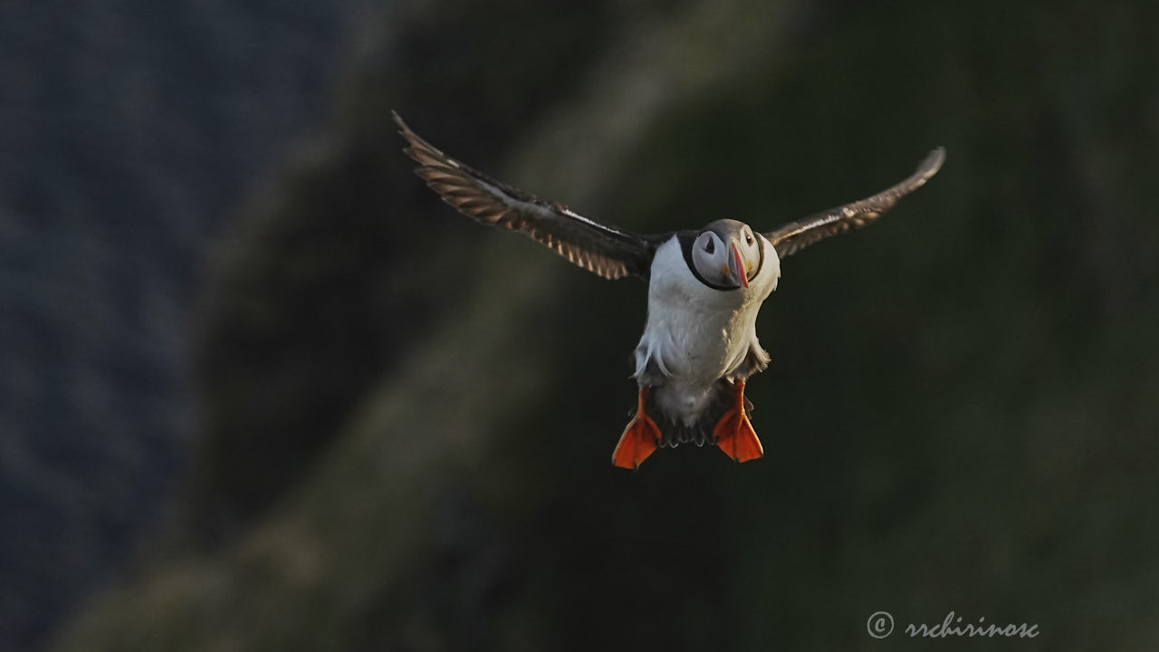 Atlantic puffin