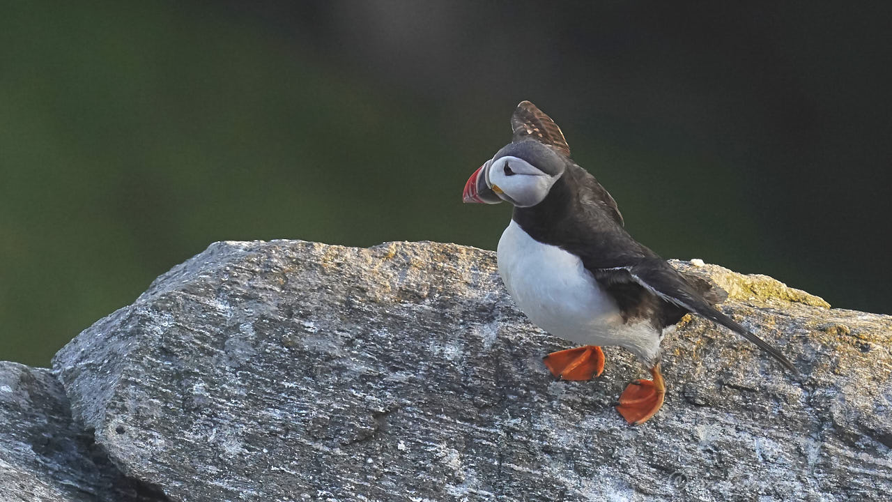 Atlantic puffin