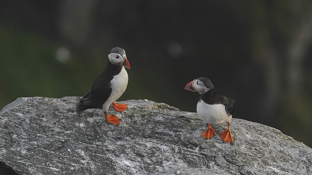 Atlantic puffin