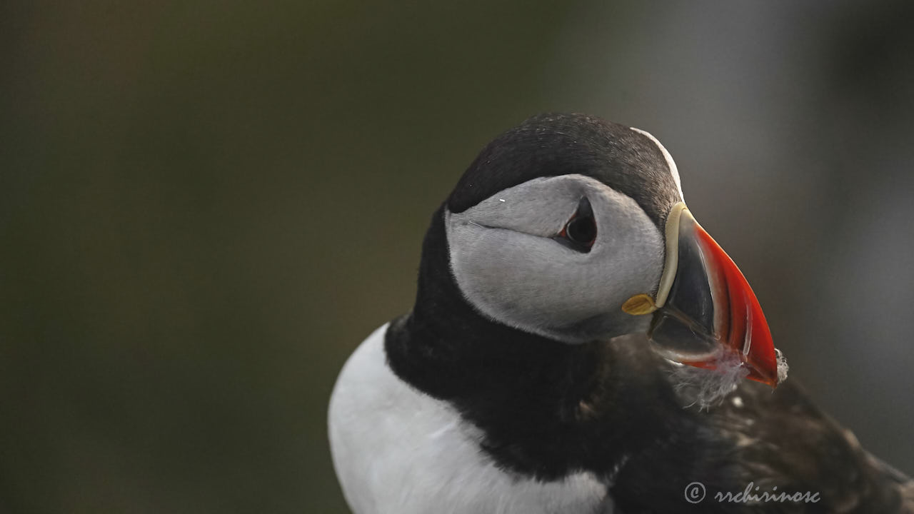 Atlantic puffin