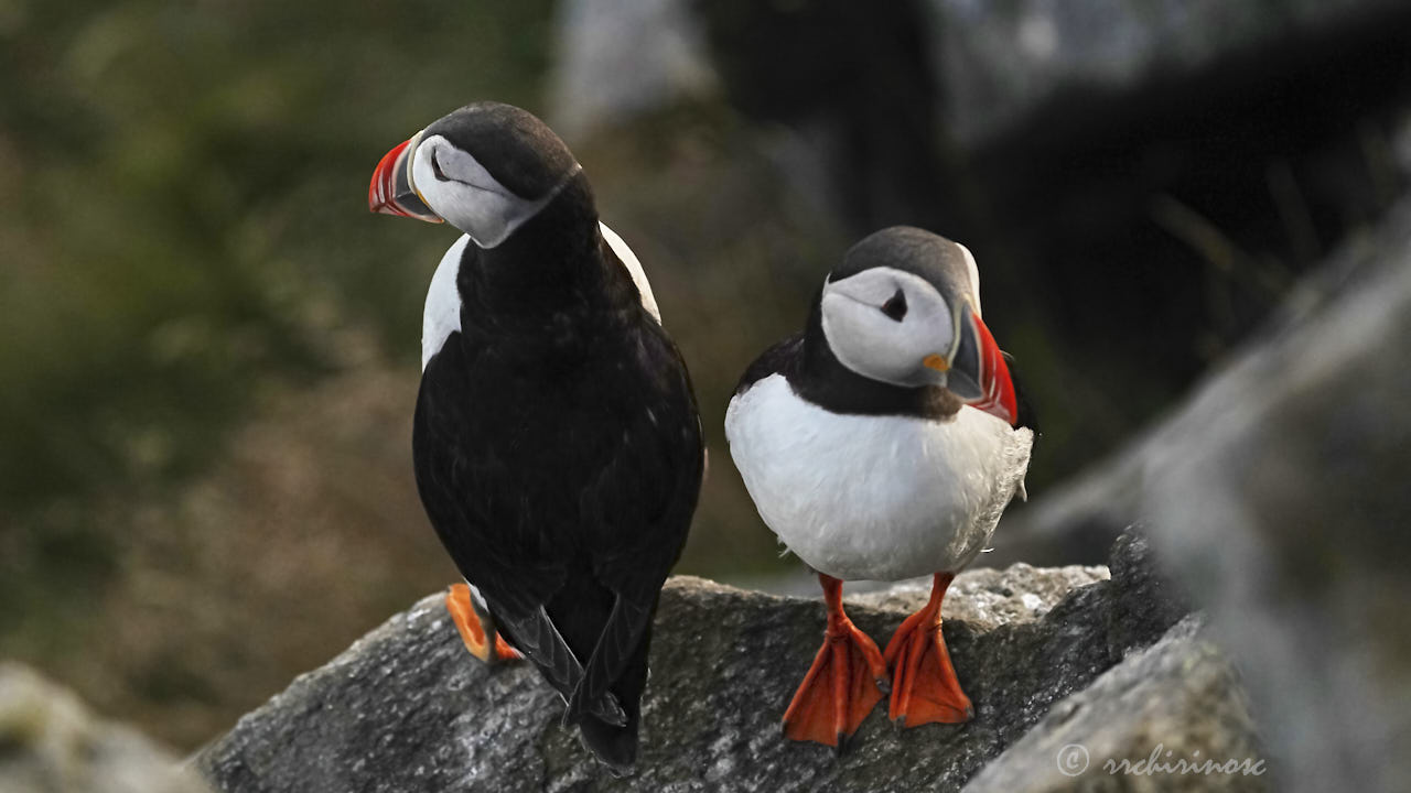 Atlantic puffin