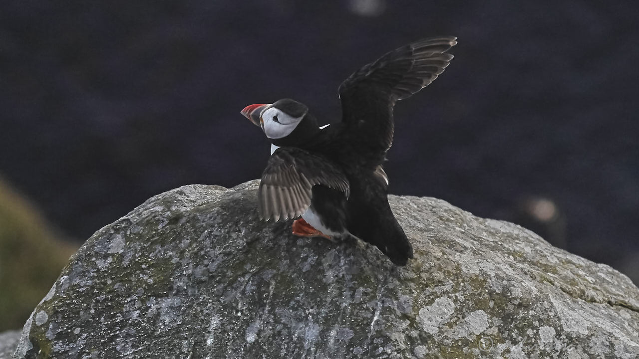 Atlantic puffin