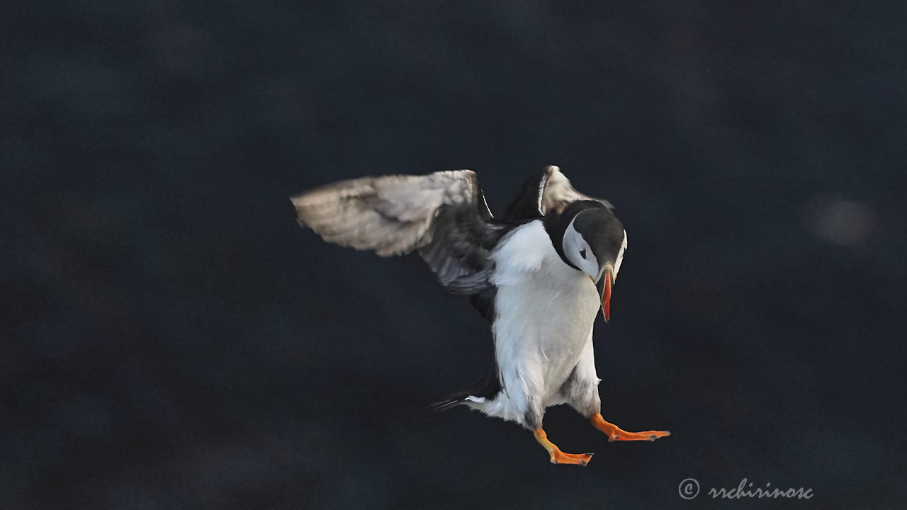 Atlantic puffin