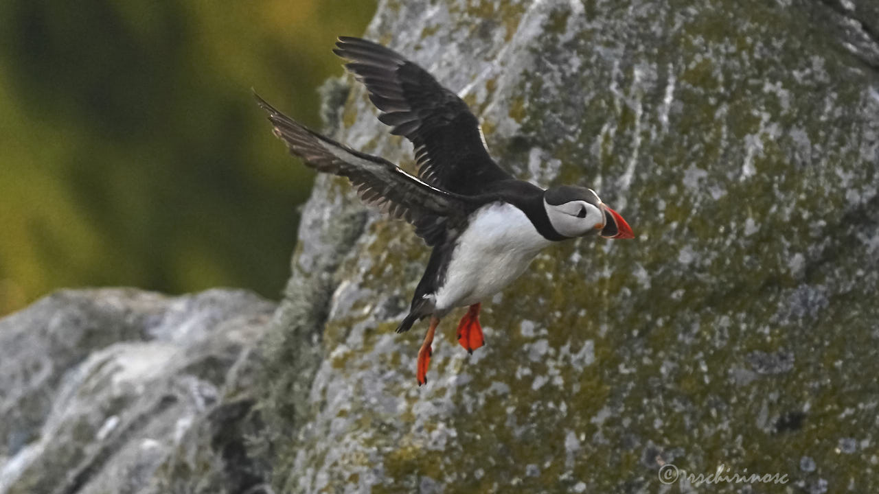 Atlantic puffin