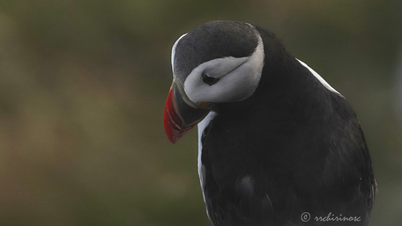 Atlantic puffin