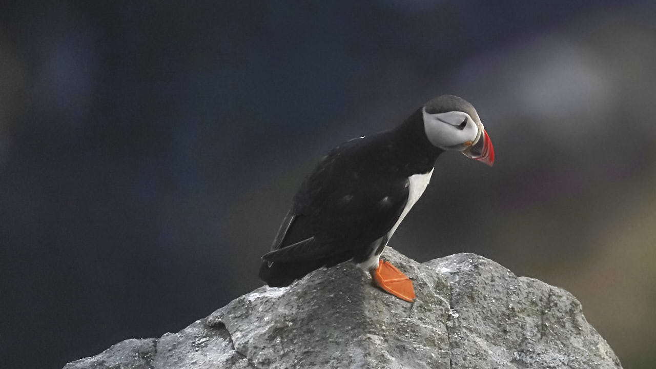 Atlantic puffin