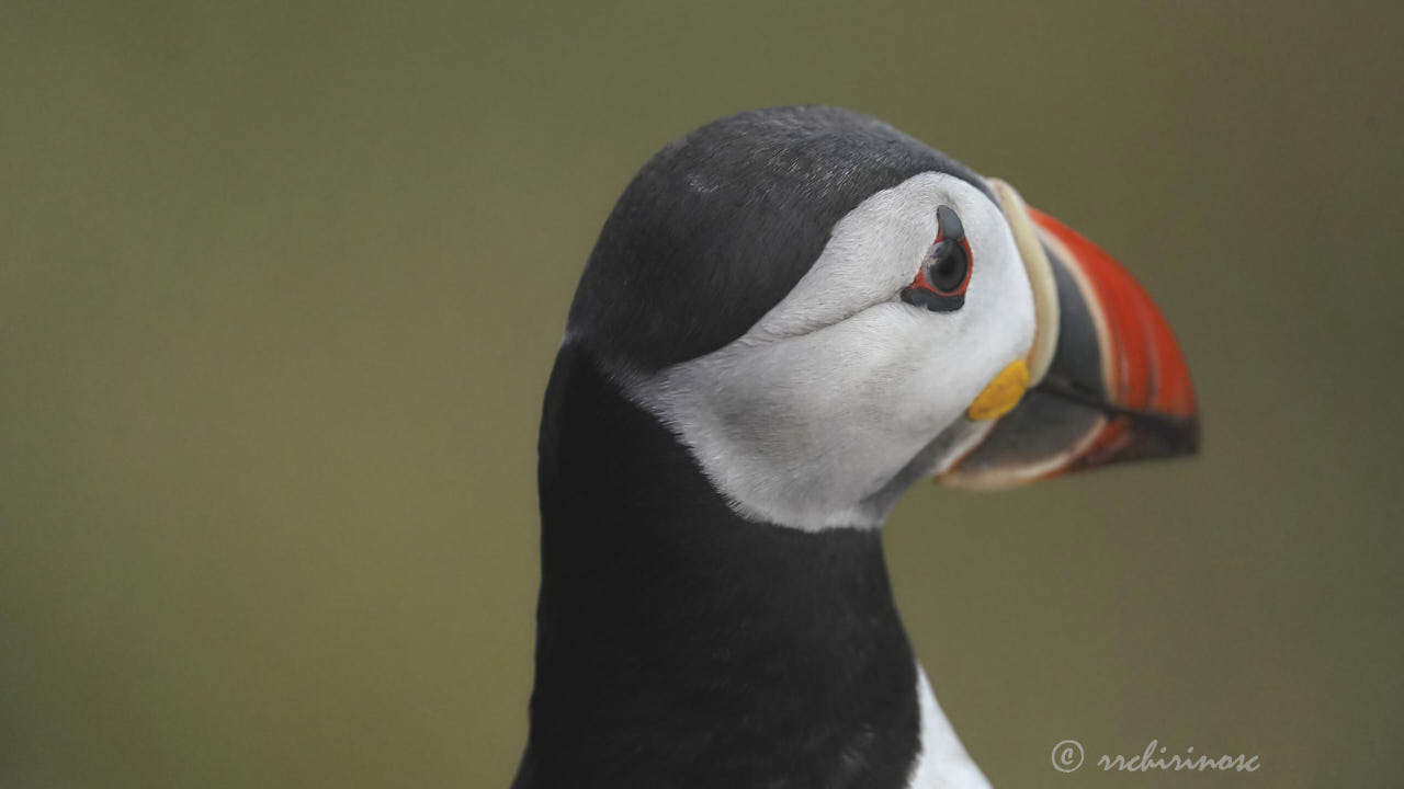 Atlantic puffin