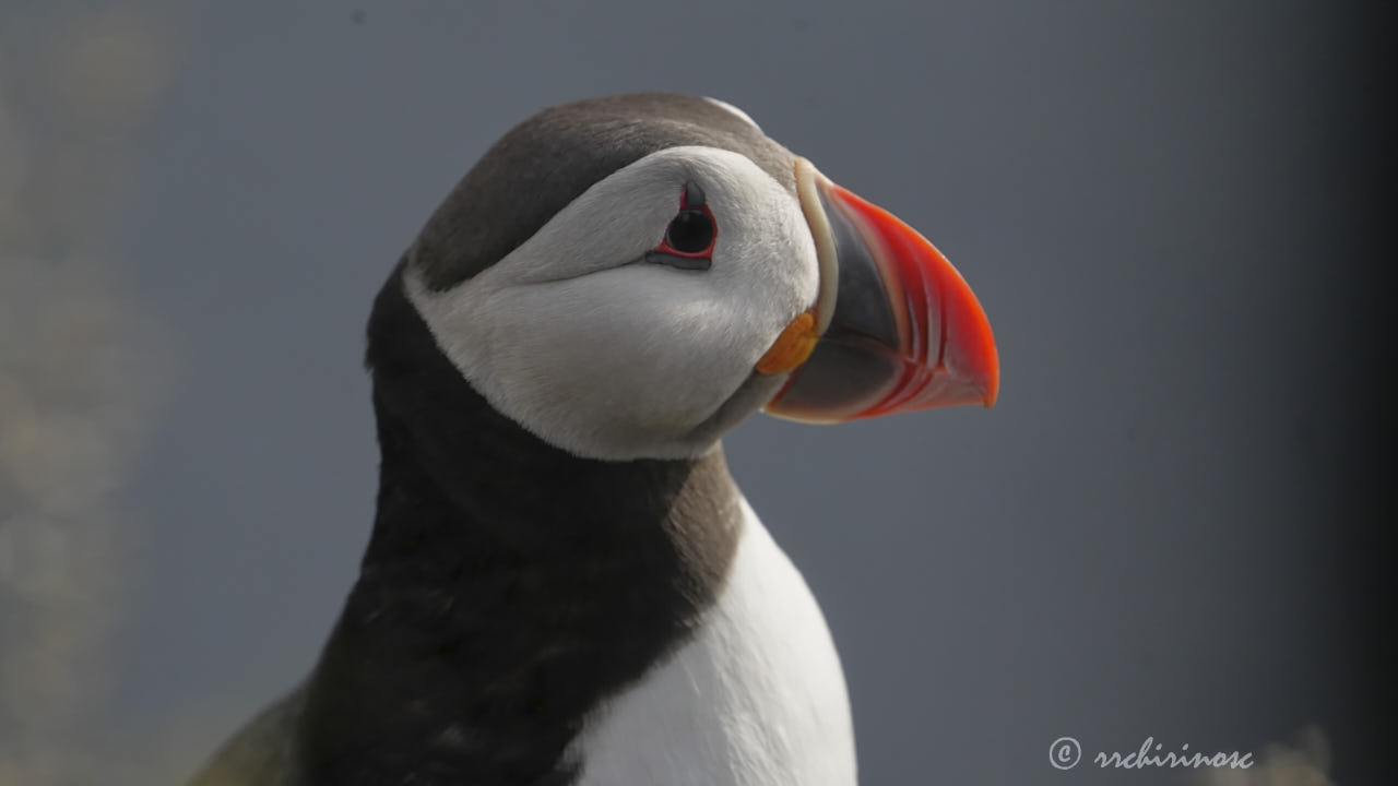 Atlantic puffin