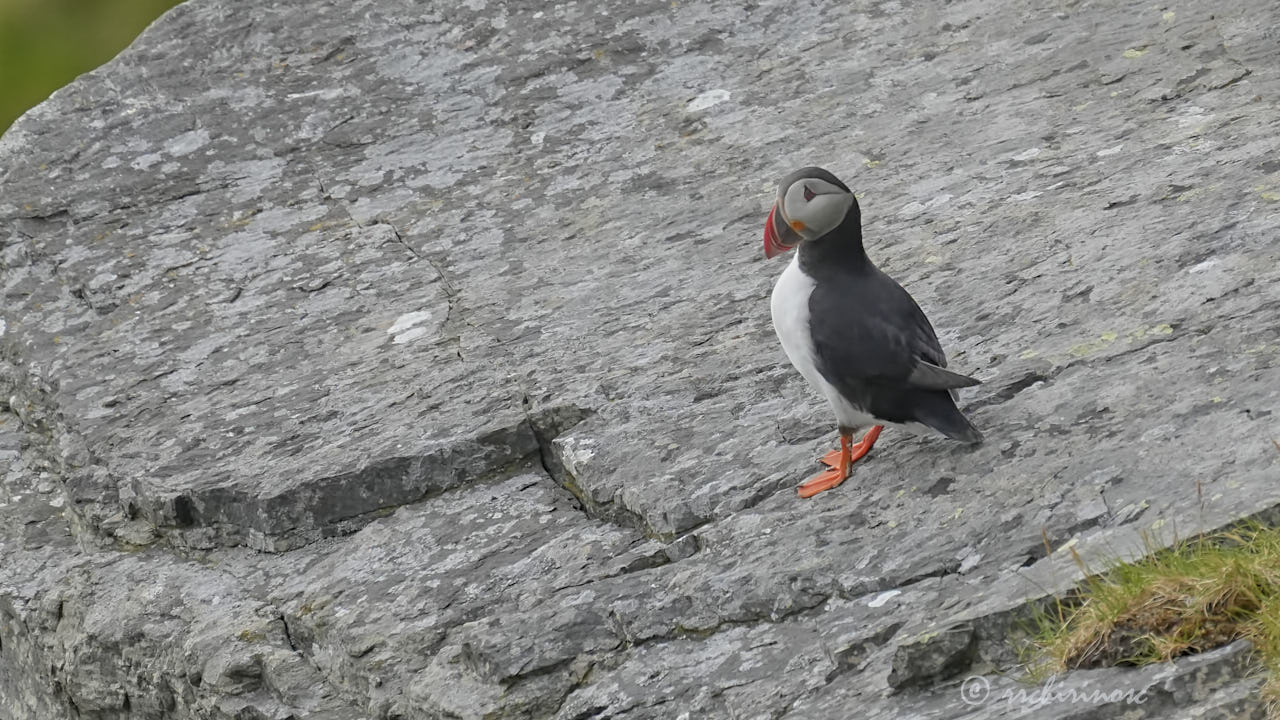 Atlantic puffin