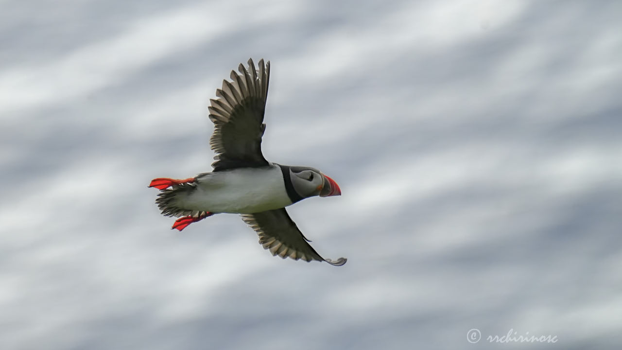 Atlantic puffin