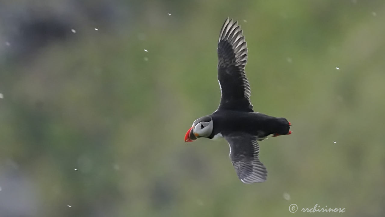 Atlantic puffin