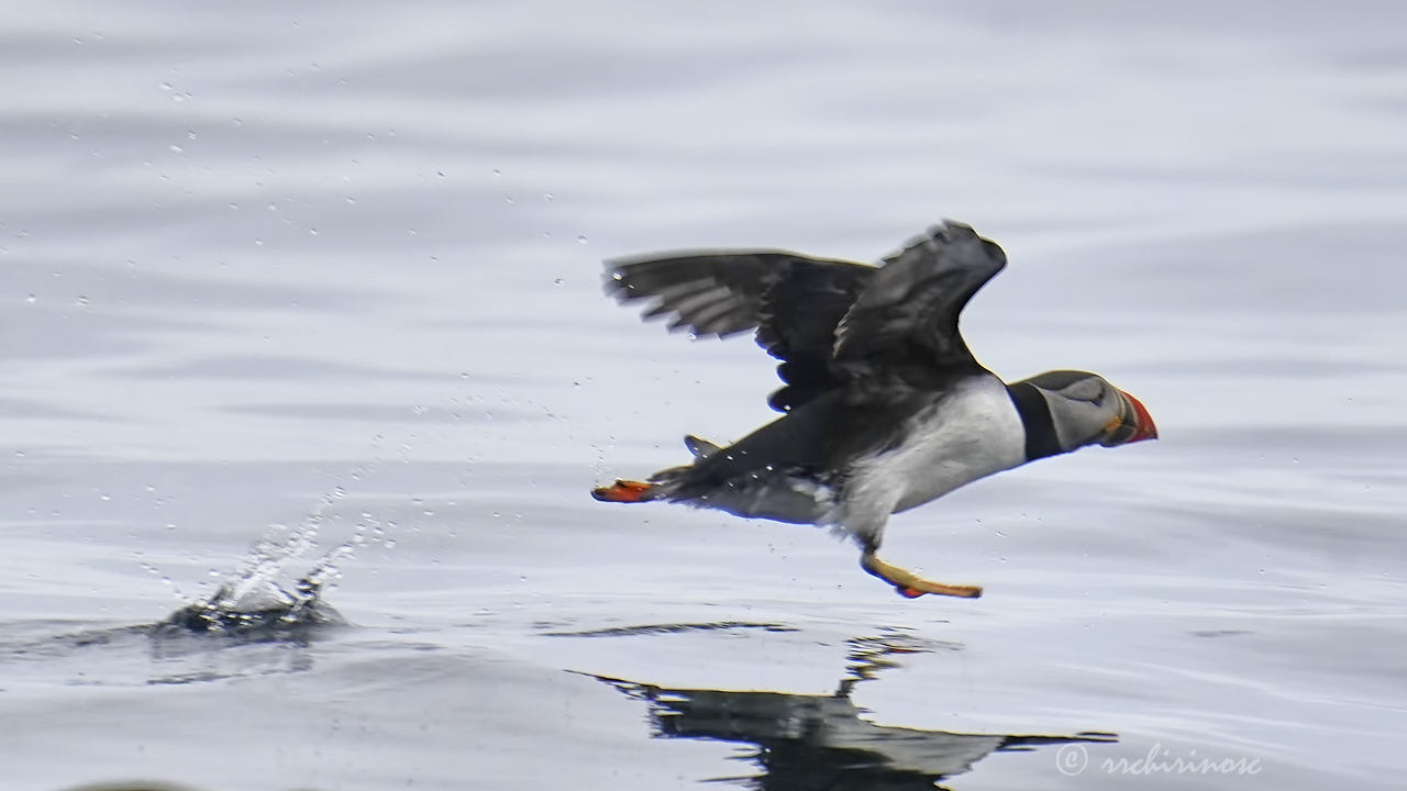 Atlantic puffin