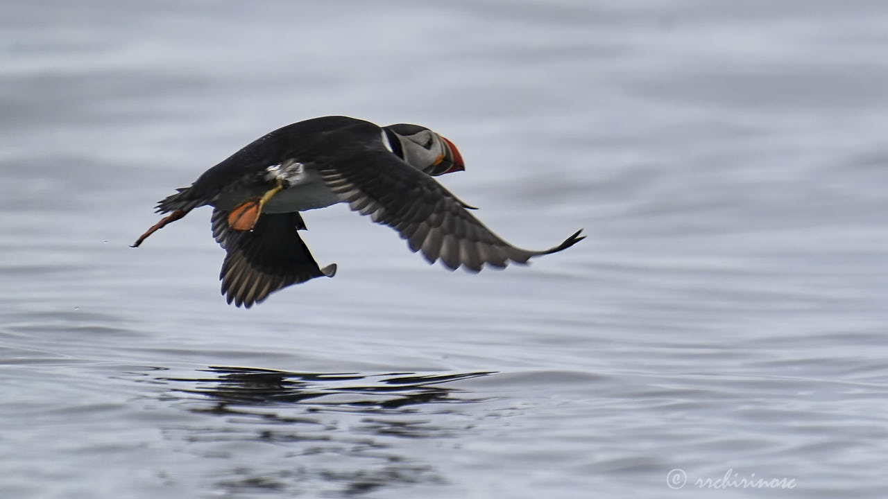 Atlantic puffin