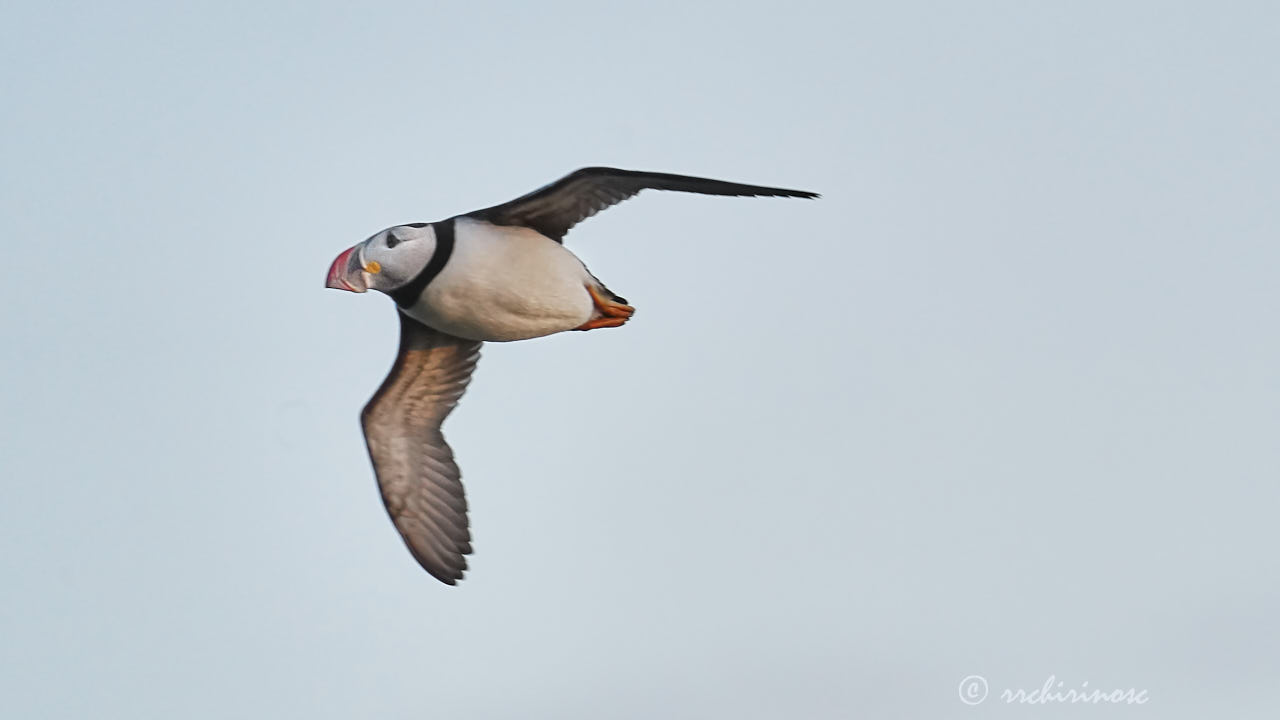 Atlantic puffin