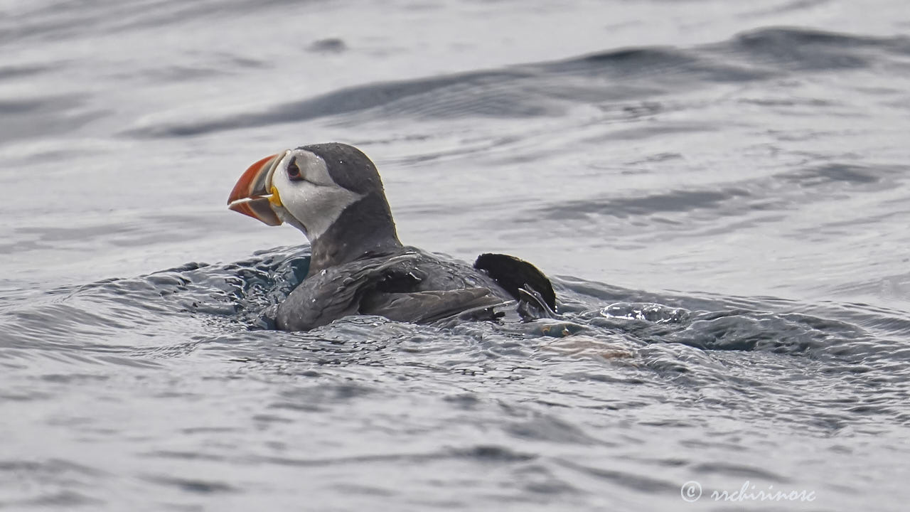 Atlantic puffin