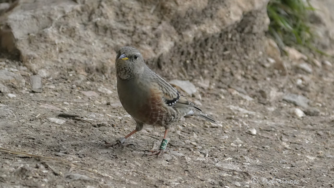 Alpine accentor