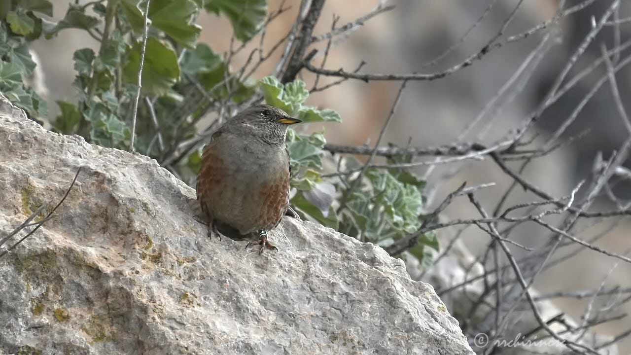 Alpine accentor