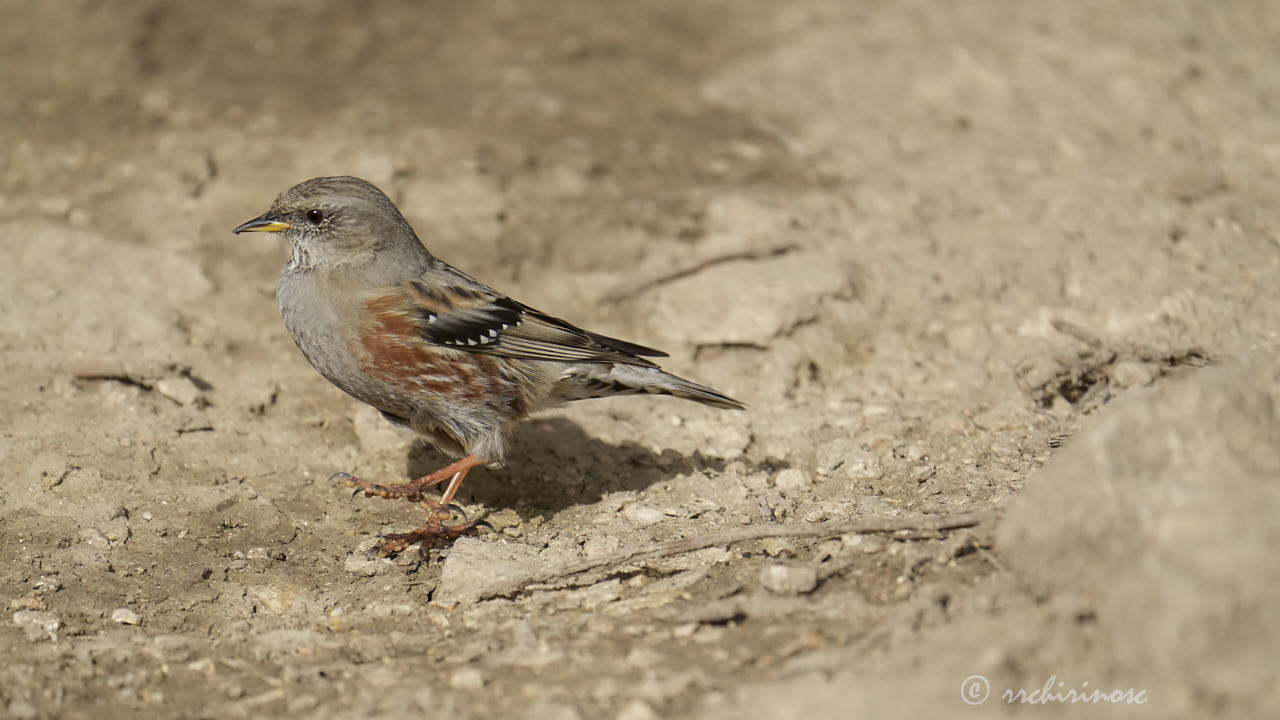 Alpine accentor