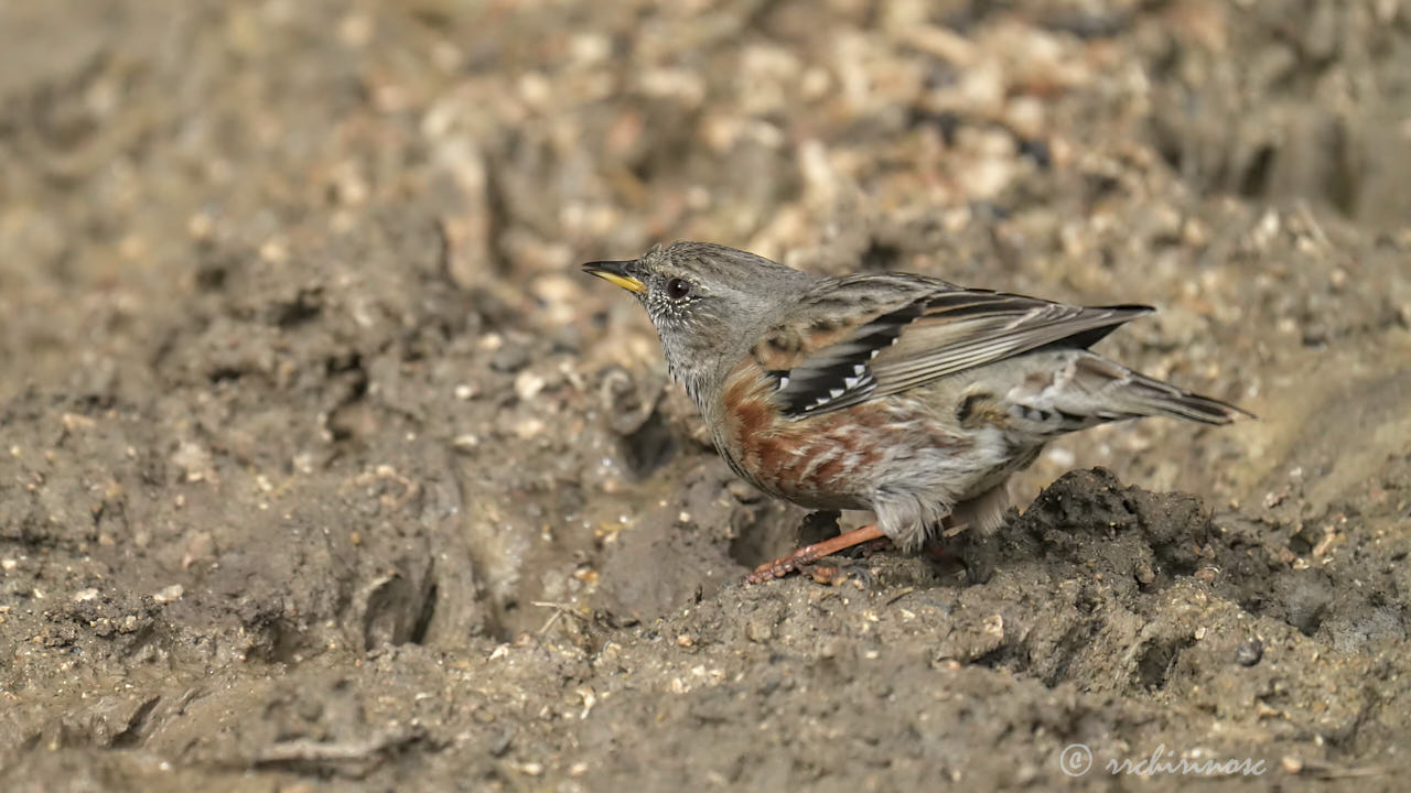 Alpine accentor