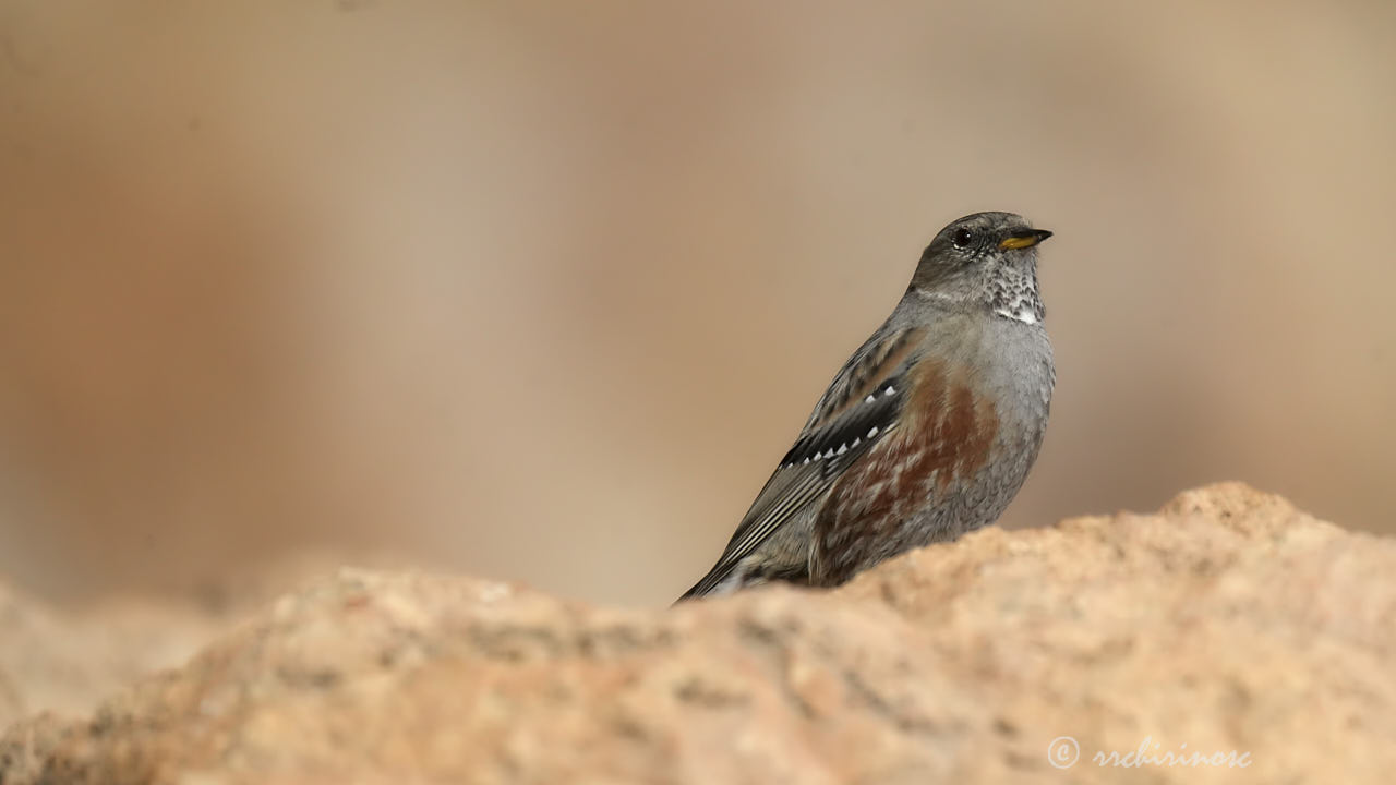 Alpine accentor
