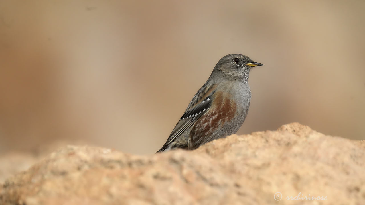 Alpine accentor