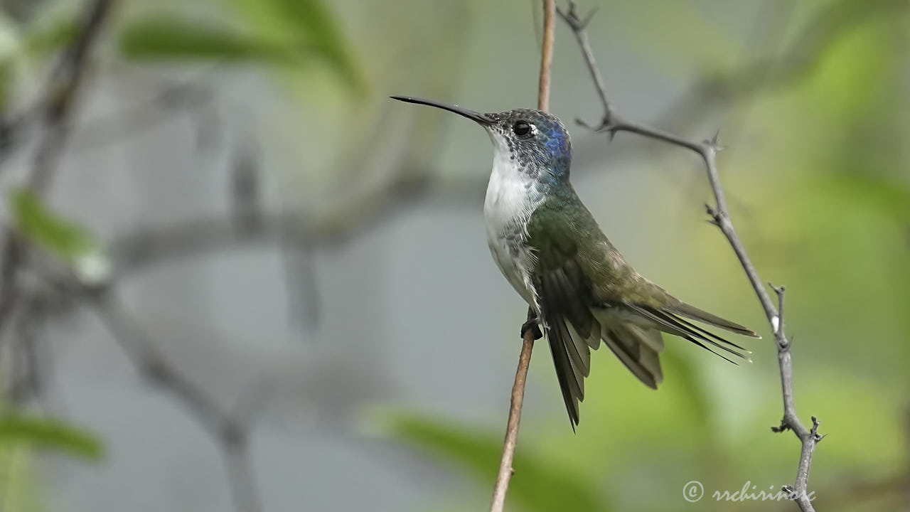 Andean emerald