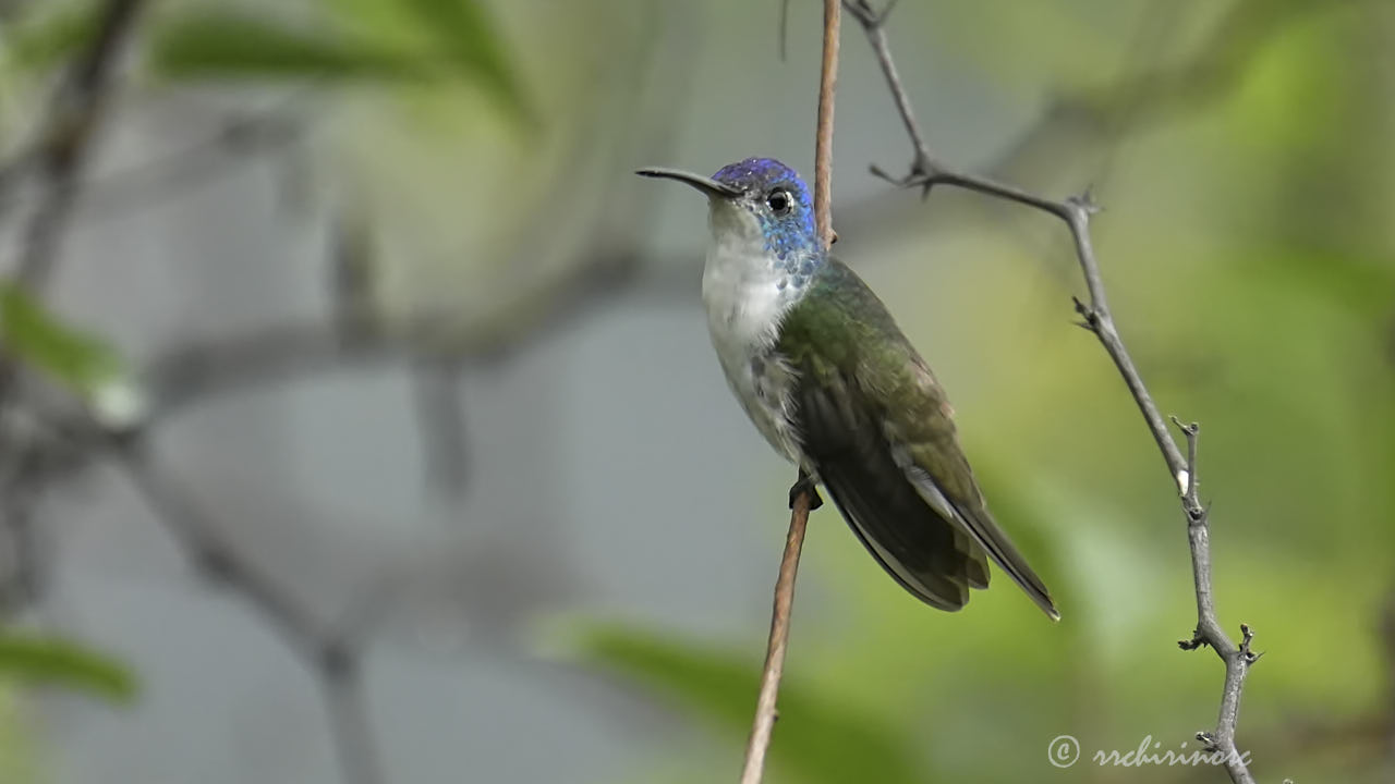 Andean emerald