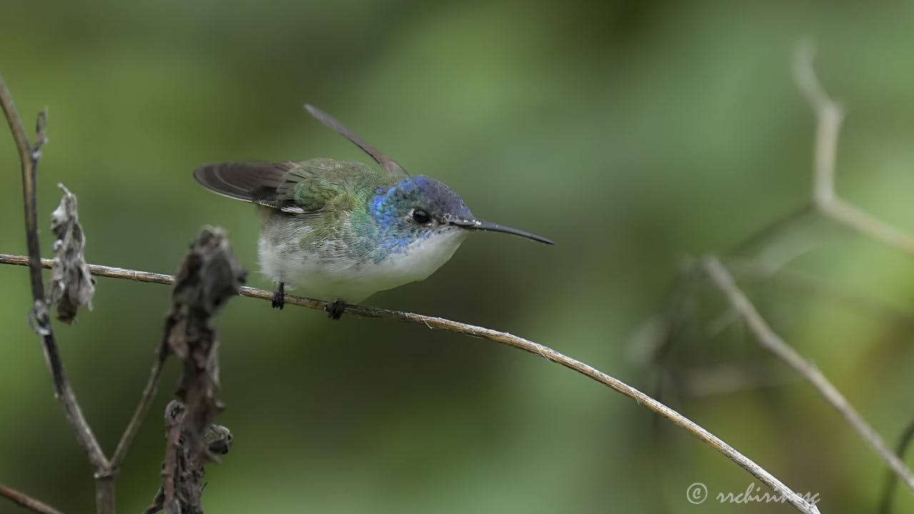 Andean emerald