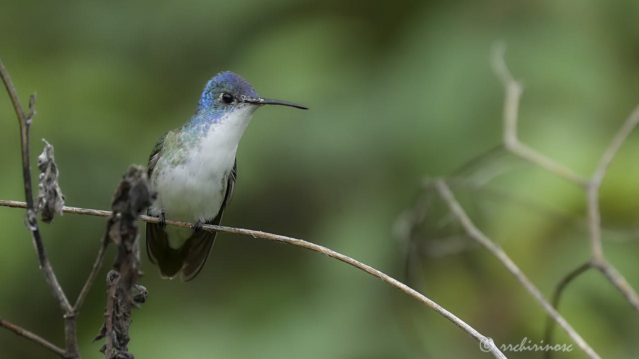 Andean emerald