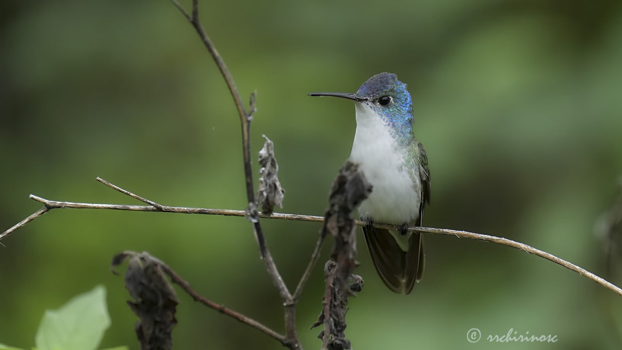 Andean emerald