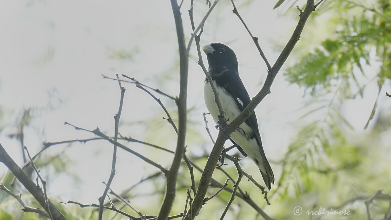 Black-and-white seedeater
