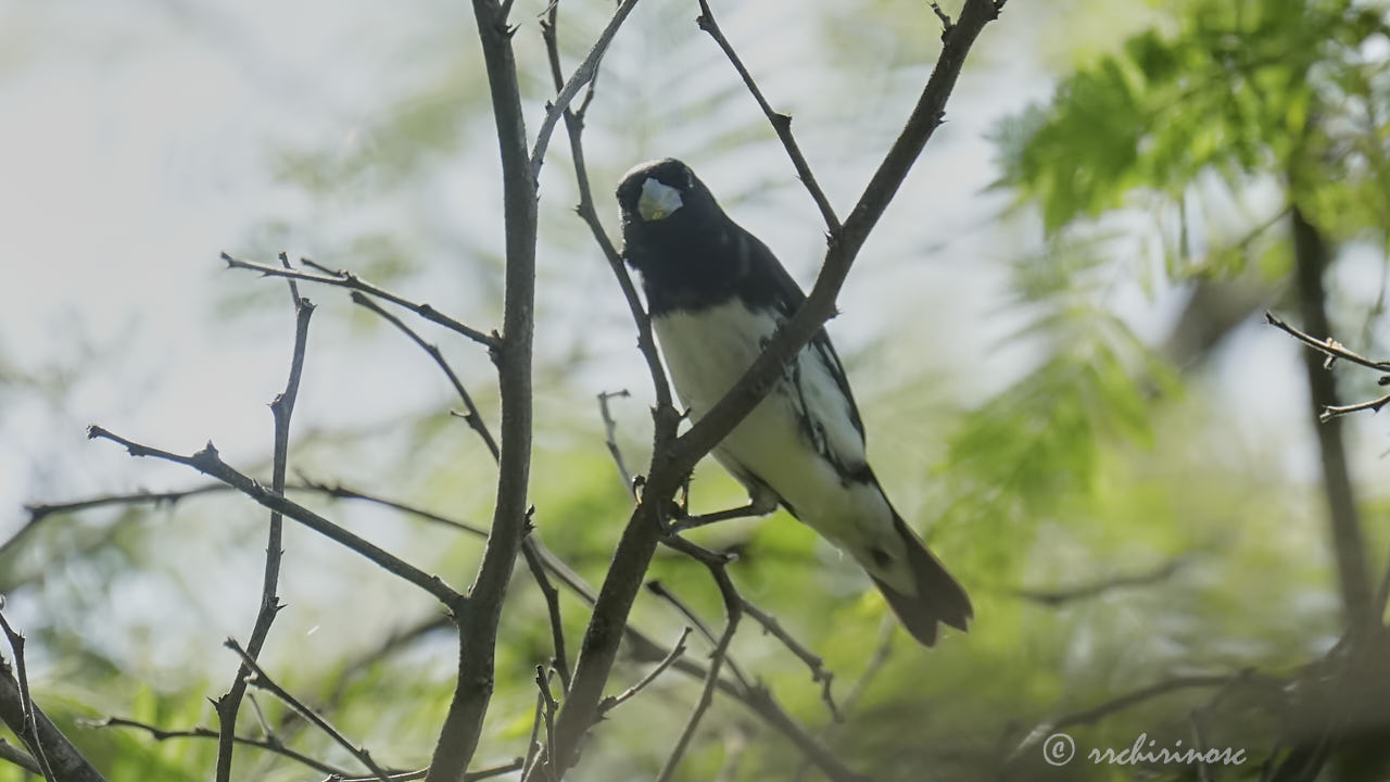 Black-and-white seedeater
