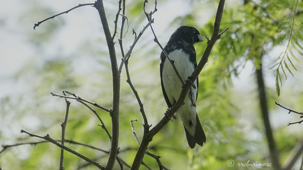 Black-and-white seedeater