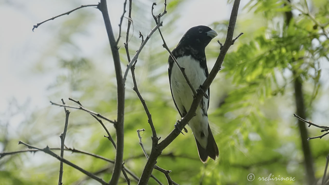 Black-and-white seedeater
