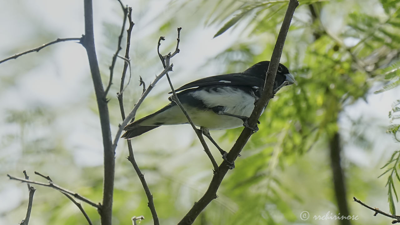 Black-and-white seedeater