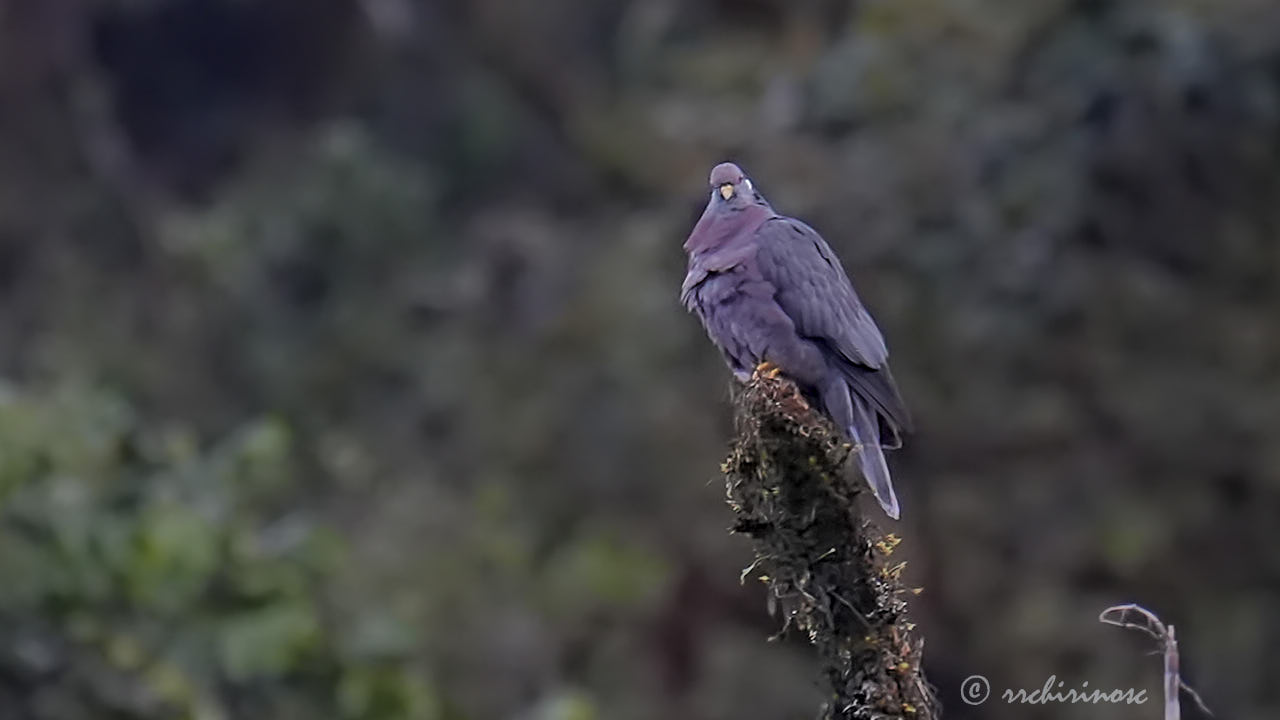 Band-tailed pigeon