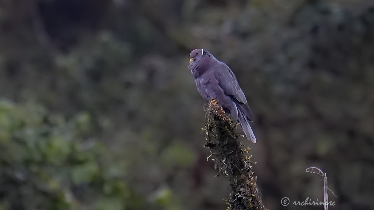 Band-tailed pigeon