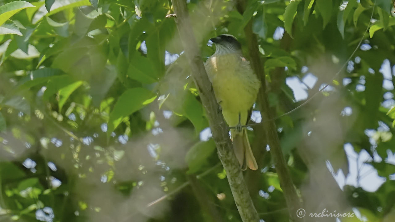 Baird's flycatcher