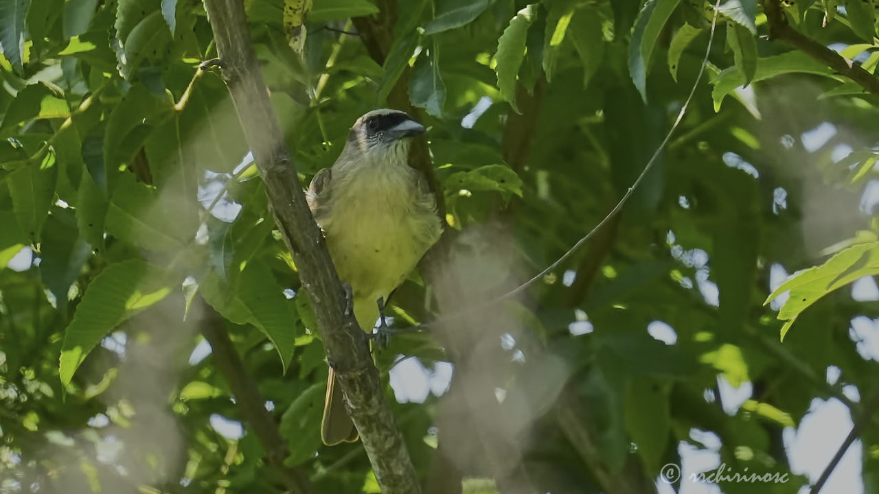 Baird's flycatcher
