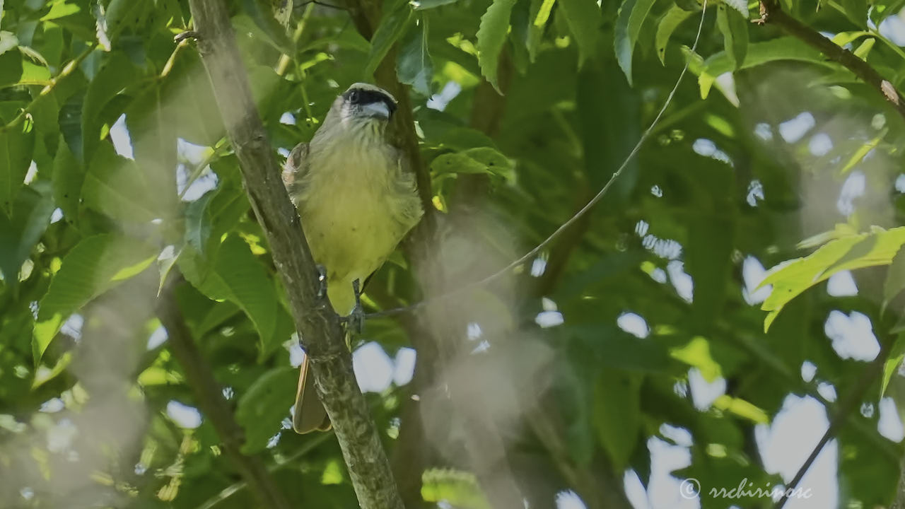 Baird's flycatcher