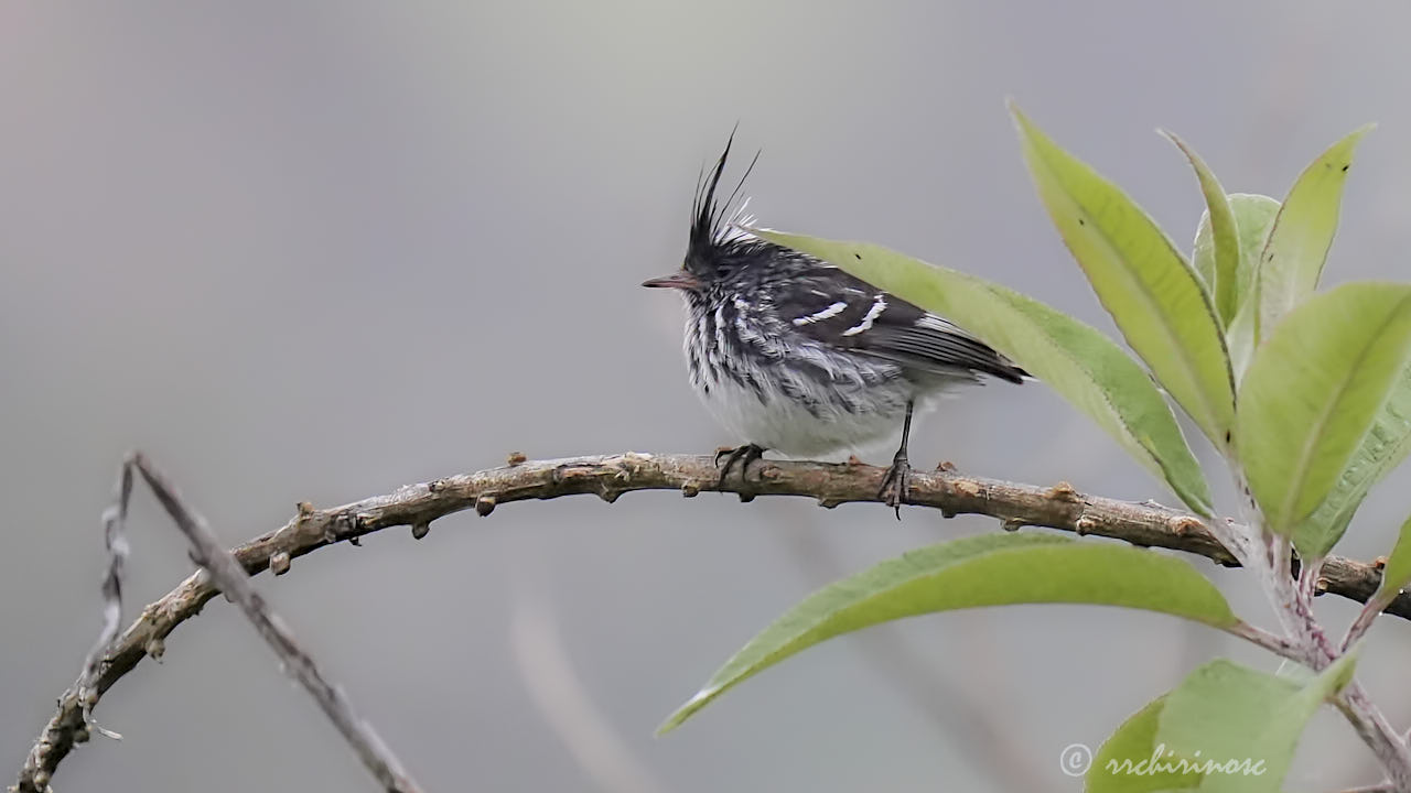 Black-crested tit-tyrant