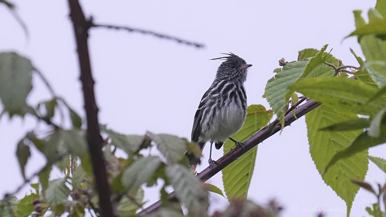 Black-crested tit-tyrant