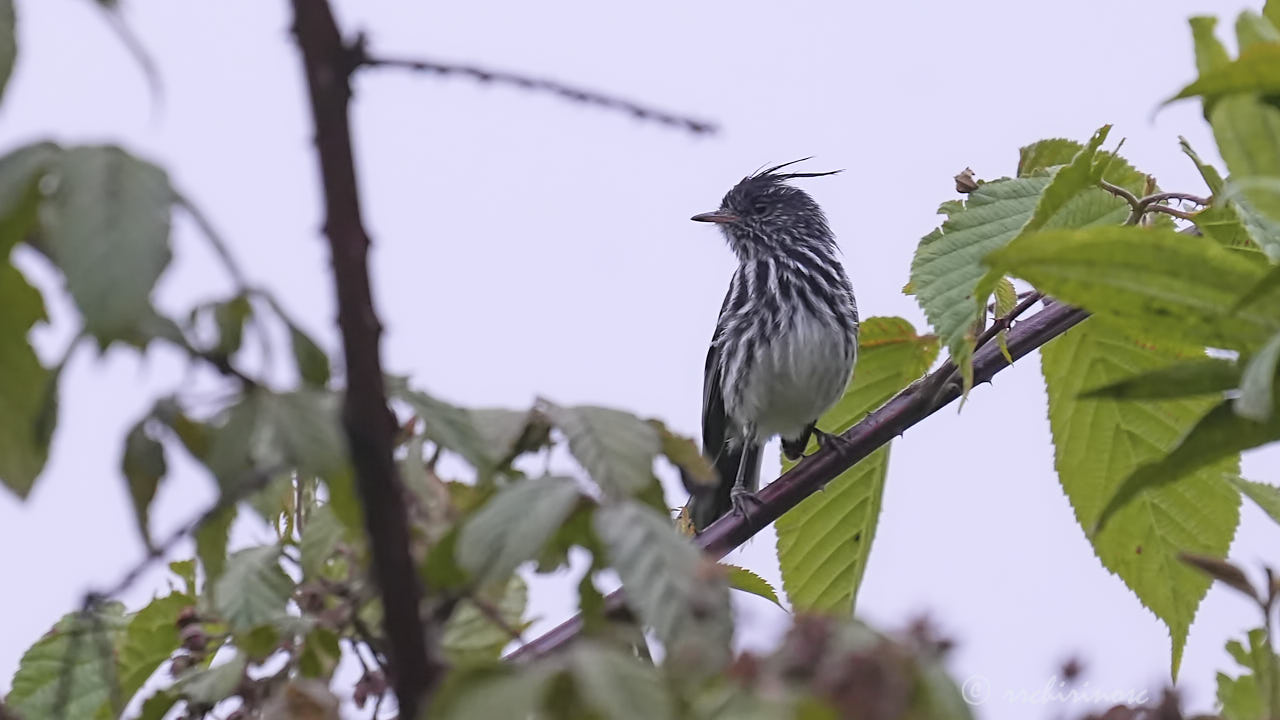 Black-crested tit-tyrant